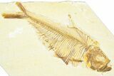 Bargain, Fossil Fish (Diplomystus) - Wyoming #360730-1